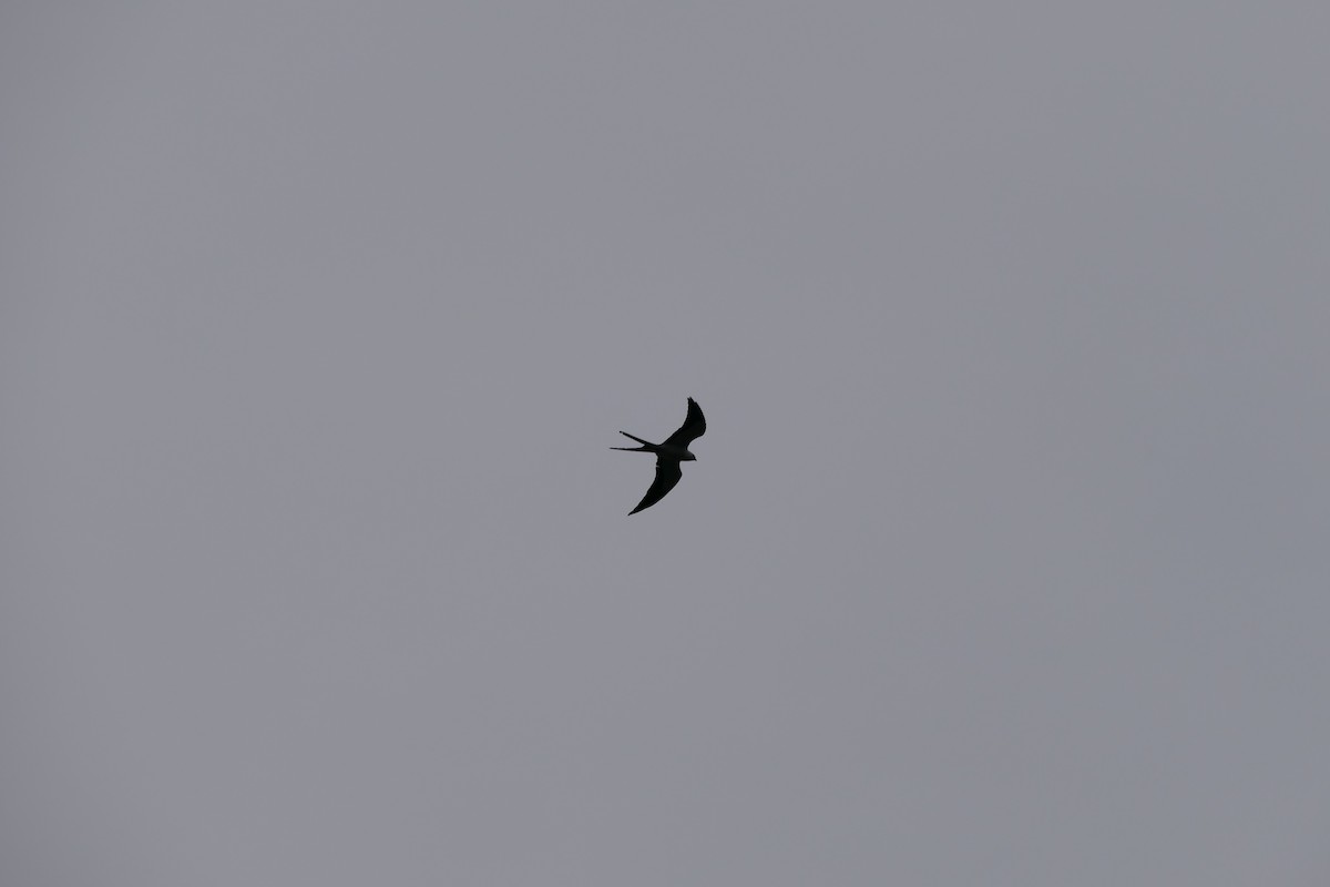 Swallow-tailed Kite - ML580159771