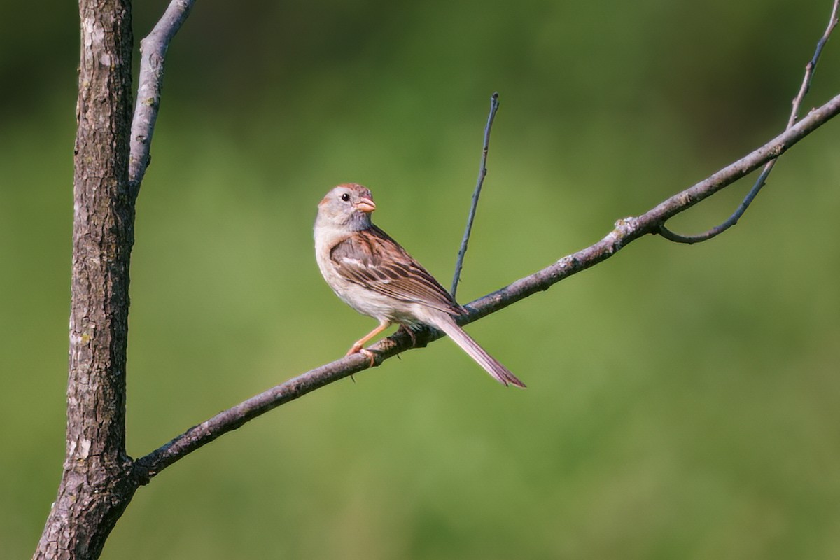 Field Sparrow - Rick Wilhoit