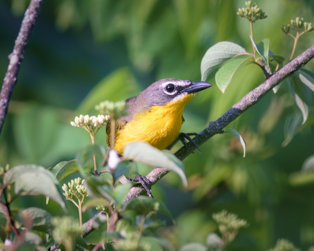Yellow-breasted Chat - ML580159961