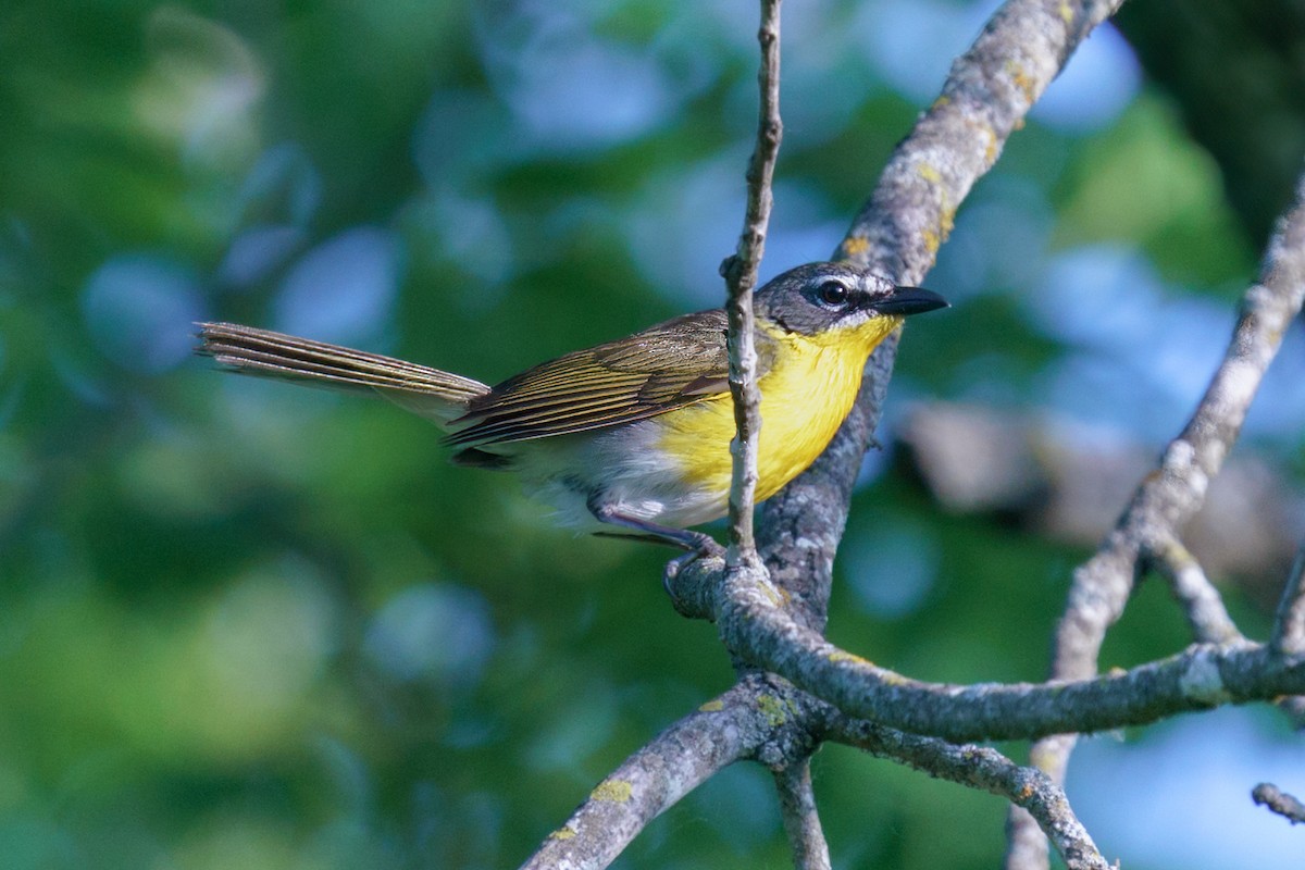 Yellow-breasted Chat - ML580160041