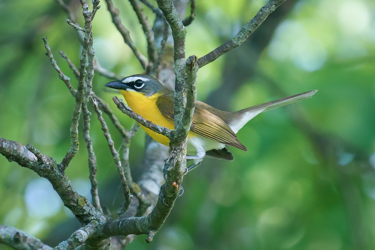 Yellow-breasted Chat - ML580160071