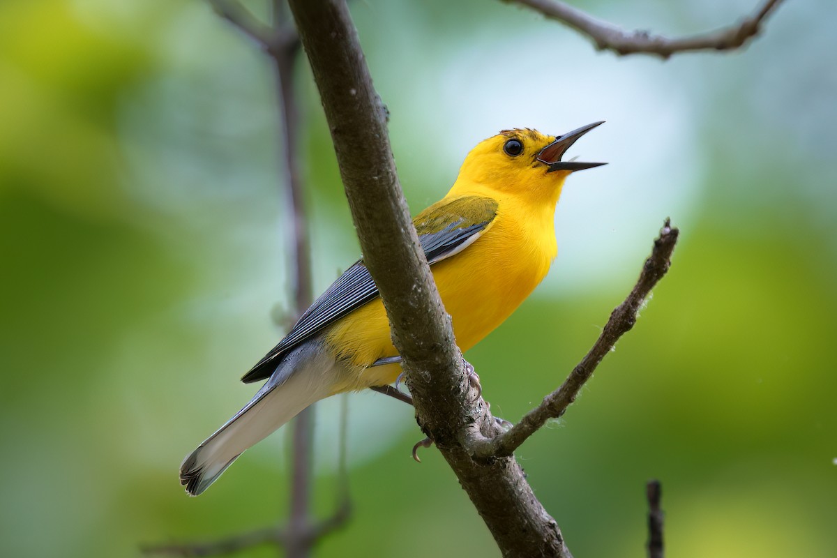 Prothonotary Warbler - ML580160151
