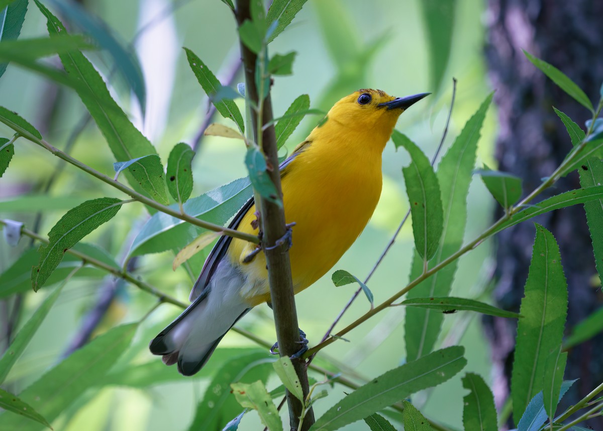 Prothonotary Warbler - ML580160161