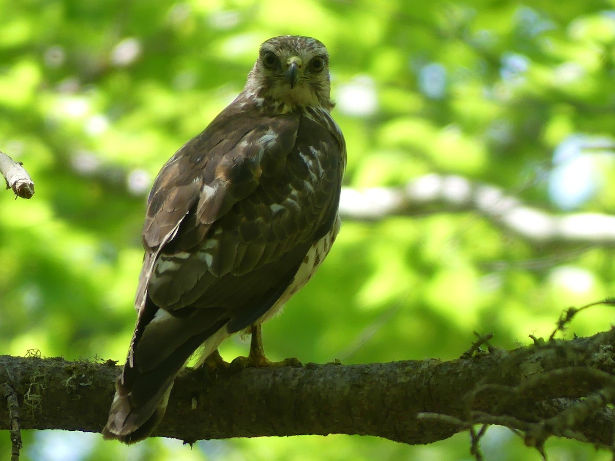 Broad-winged Hawk - claudine lafrance cohl