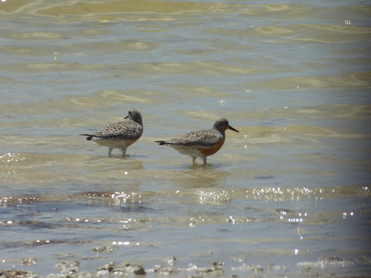 Red Knot - ML58016551