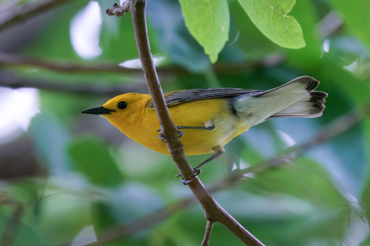 Prothonotary Warbler - ML580166241
