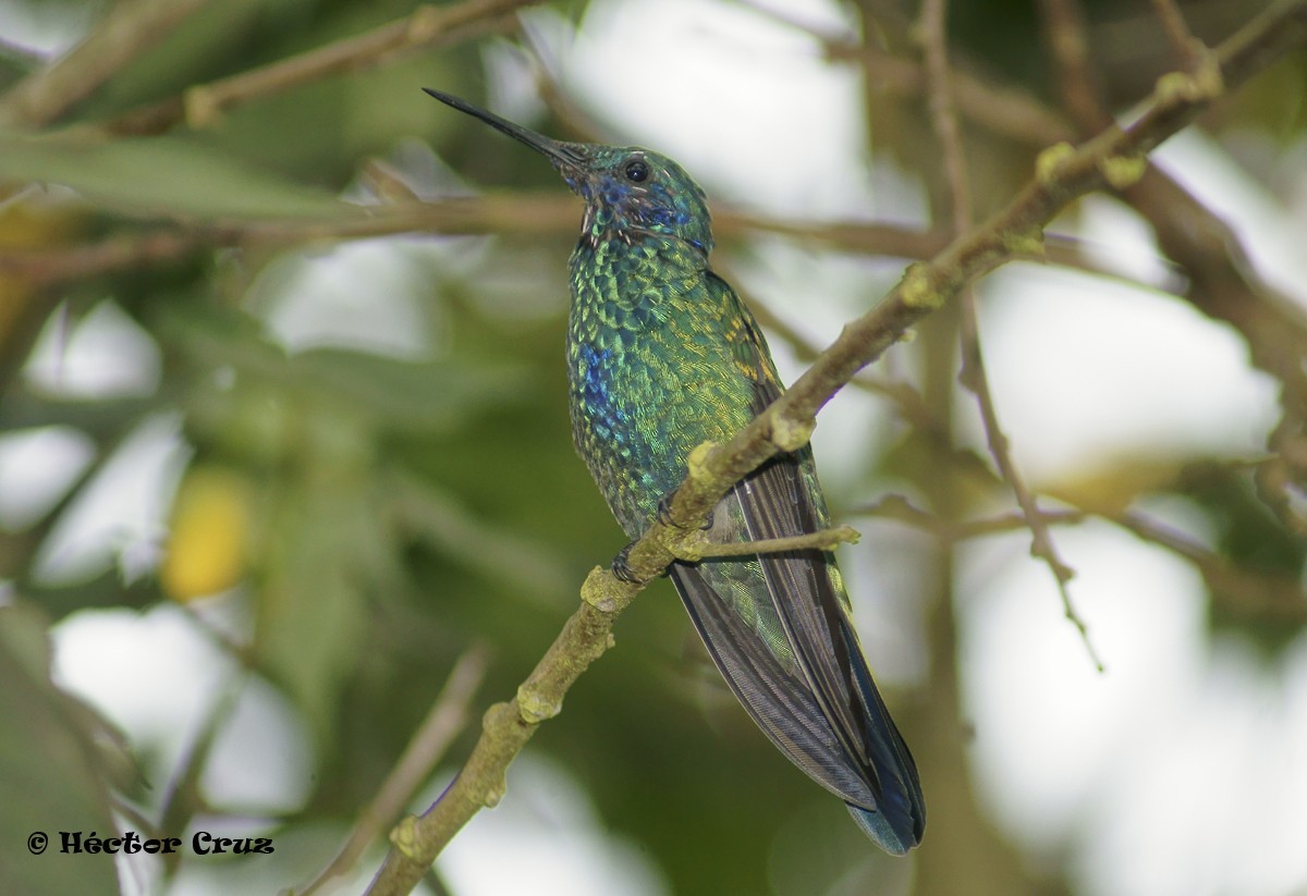 kolibřík modrolící - ML58016731