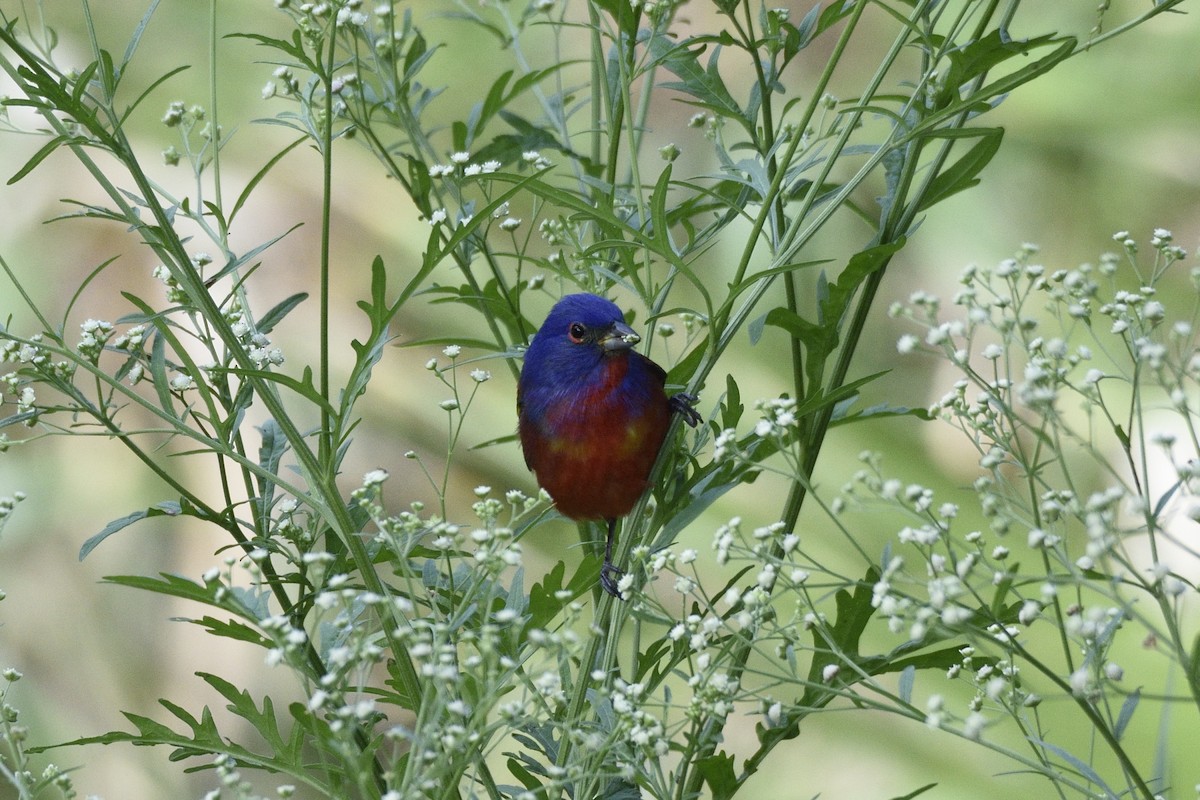 Painted Bunting - ML58016741