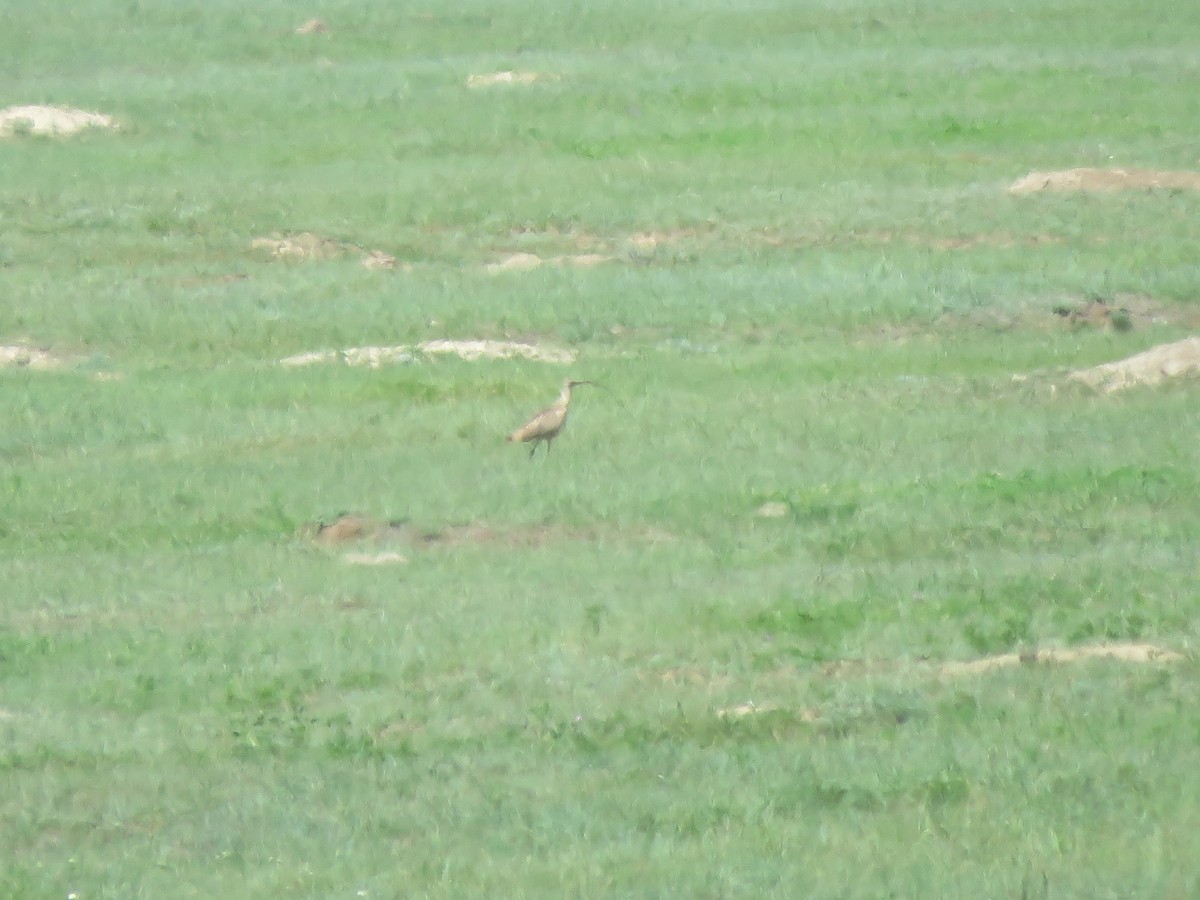 Long-billed Curlew - ML580169031