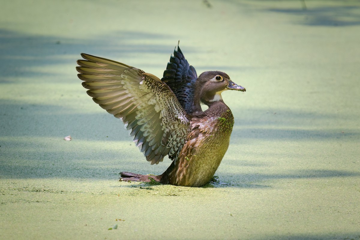 Wood Duck - ML580171171