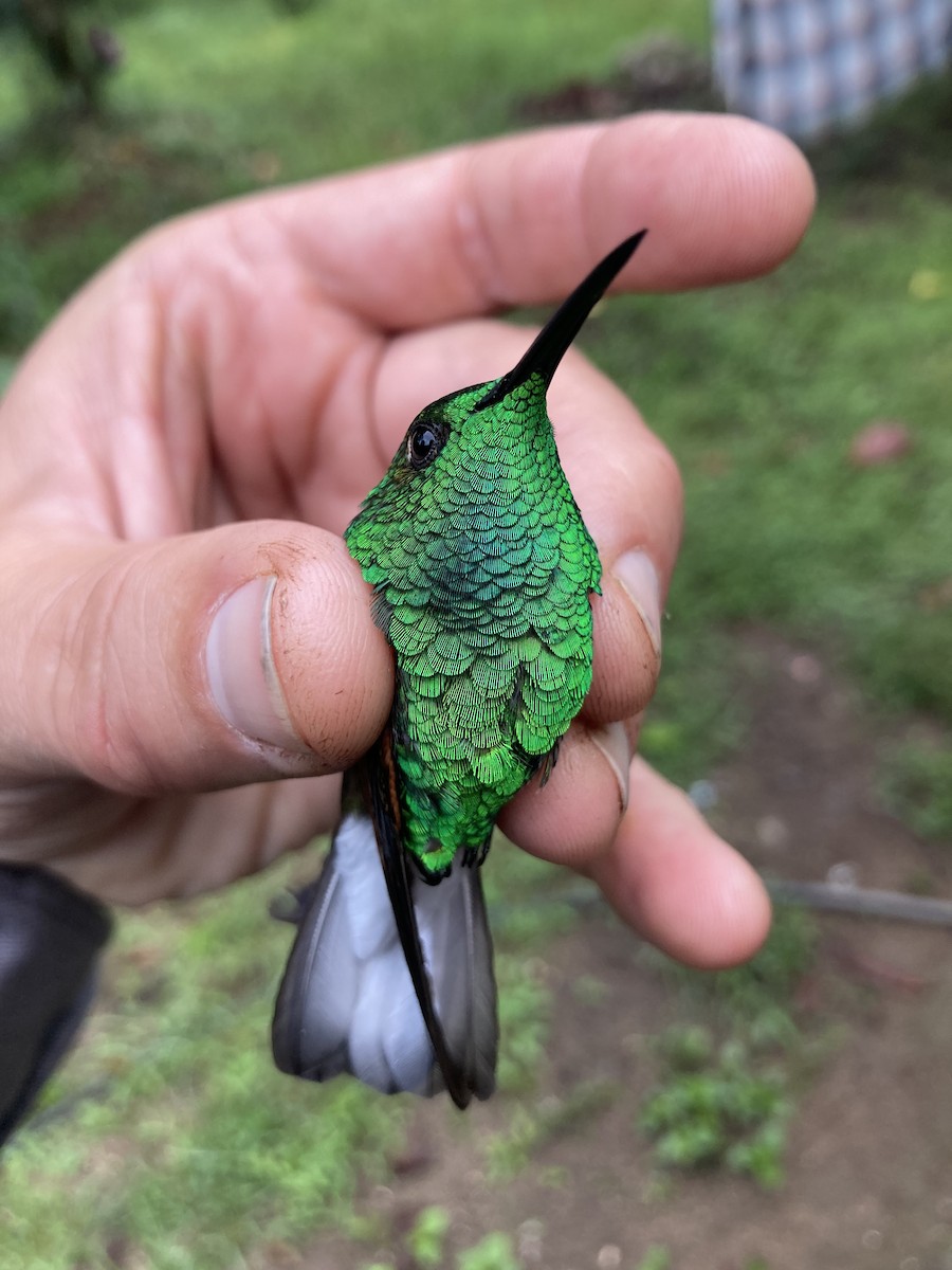 White-tailed Hummingbird - ML580171251