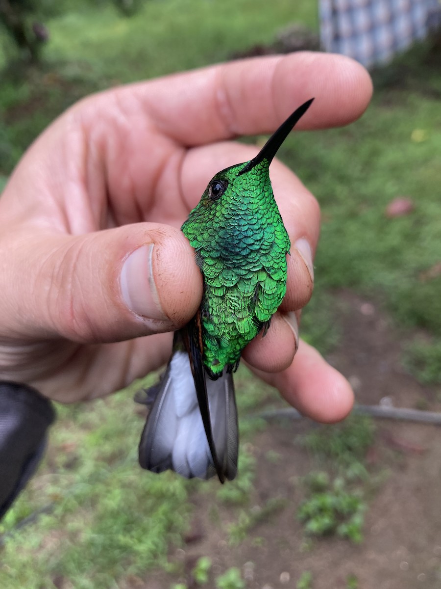 White-tailed Hummingbird - ML580171271