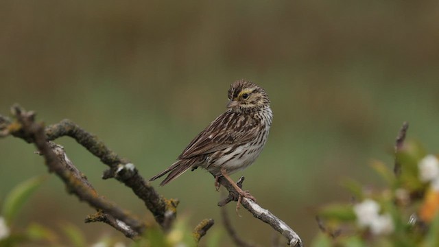 Savannah Sparrow (Savannah) - ML580171431