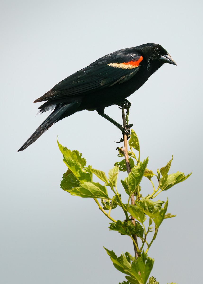 Red-winged Blackbird - ML580172811