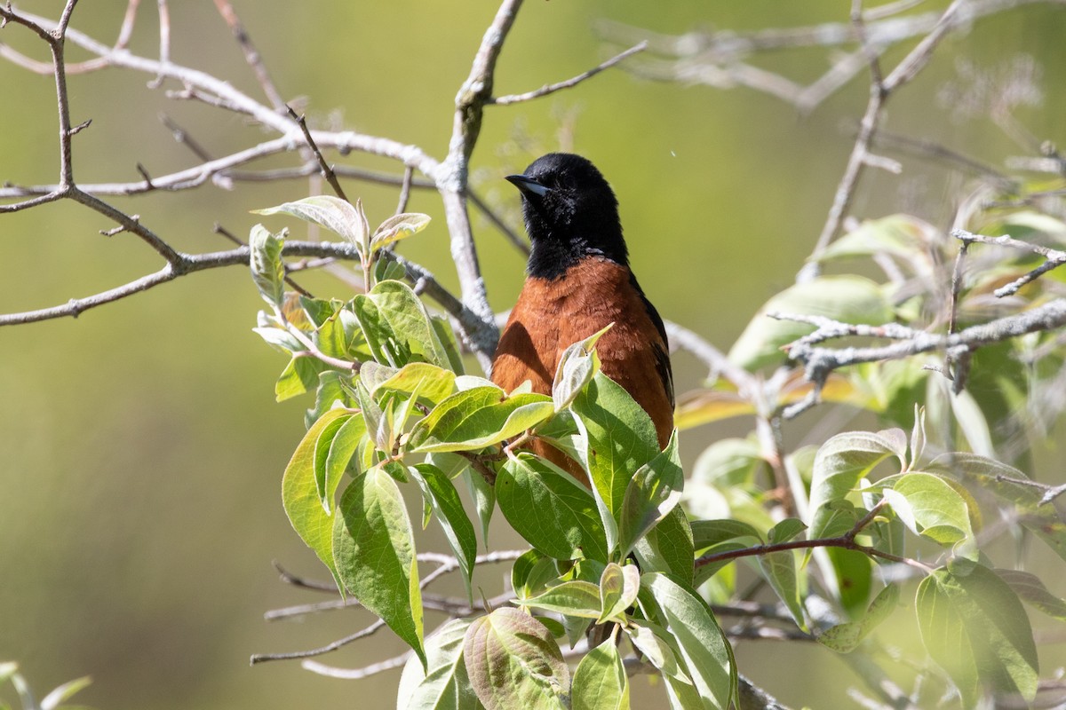 Orchard Oriole - ML580174991
