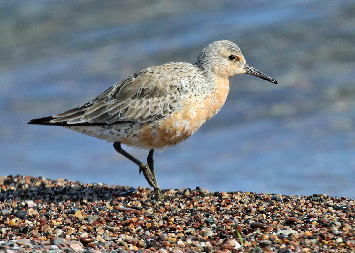 Red Knot - ML580182471