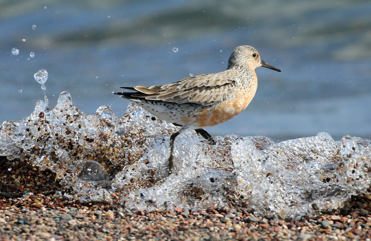 Red Knot - ML580182491