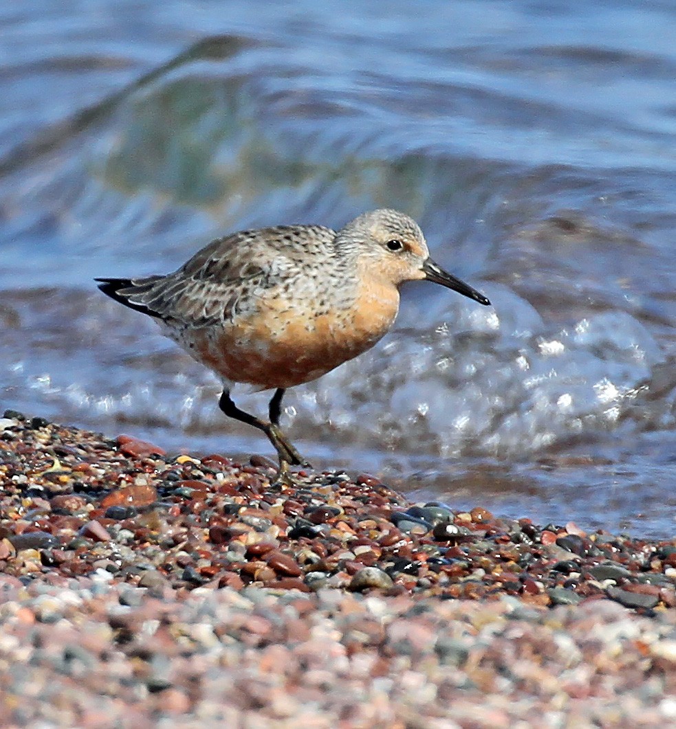 Red Knot - ML580182501
