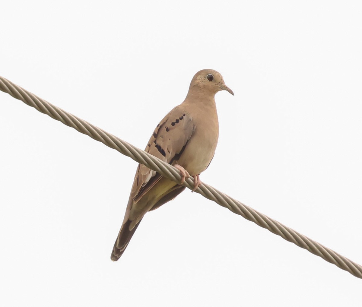 Ecuadorian Ground Dove - ML580182681