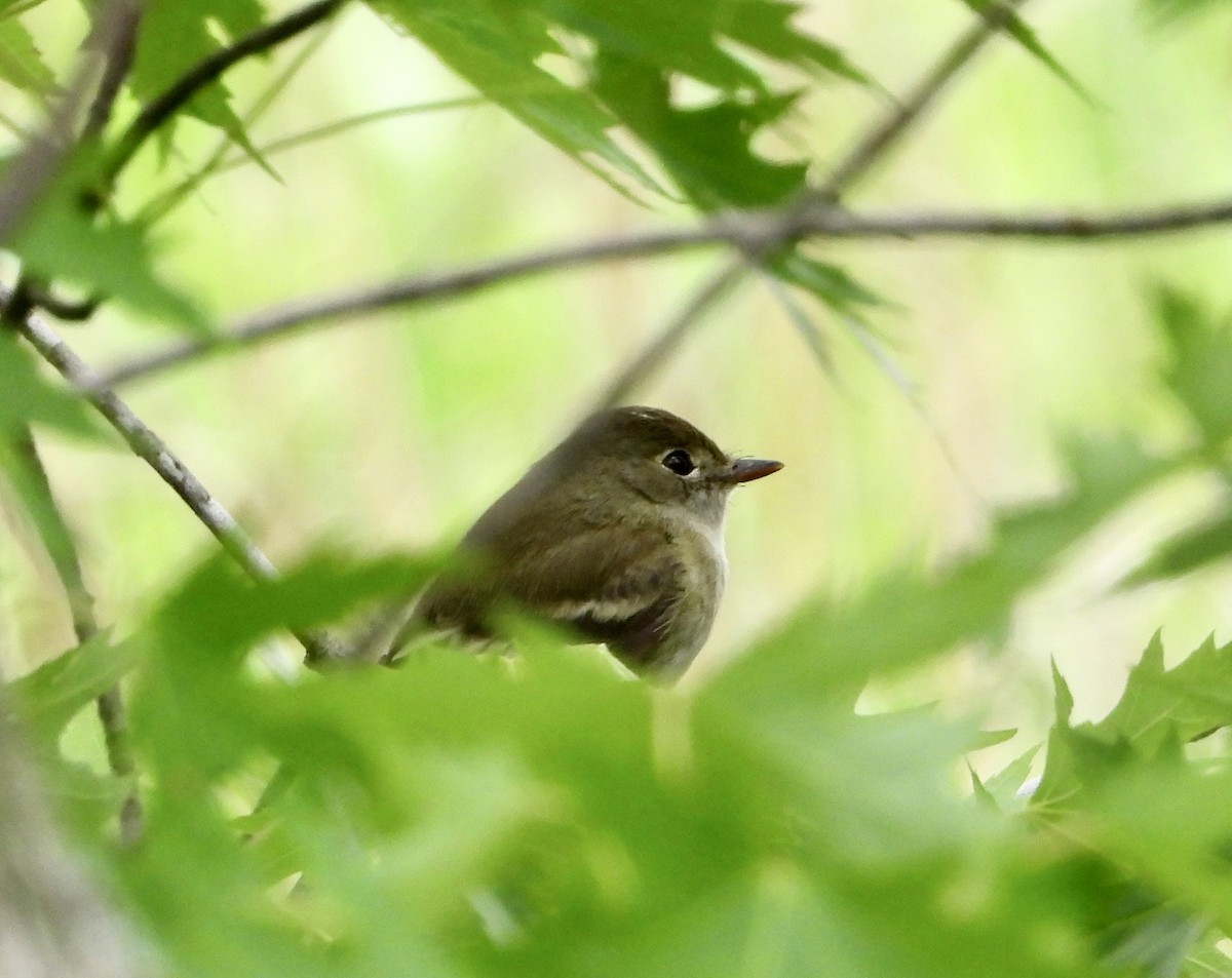 Least Flycatcher - ML580182951