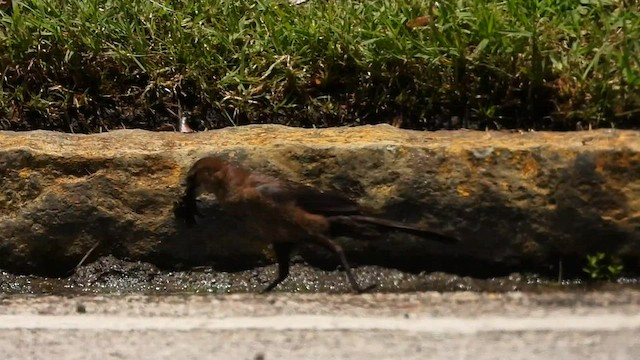 Boat-tailed Grackle - ML580183201