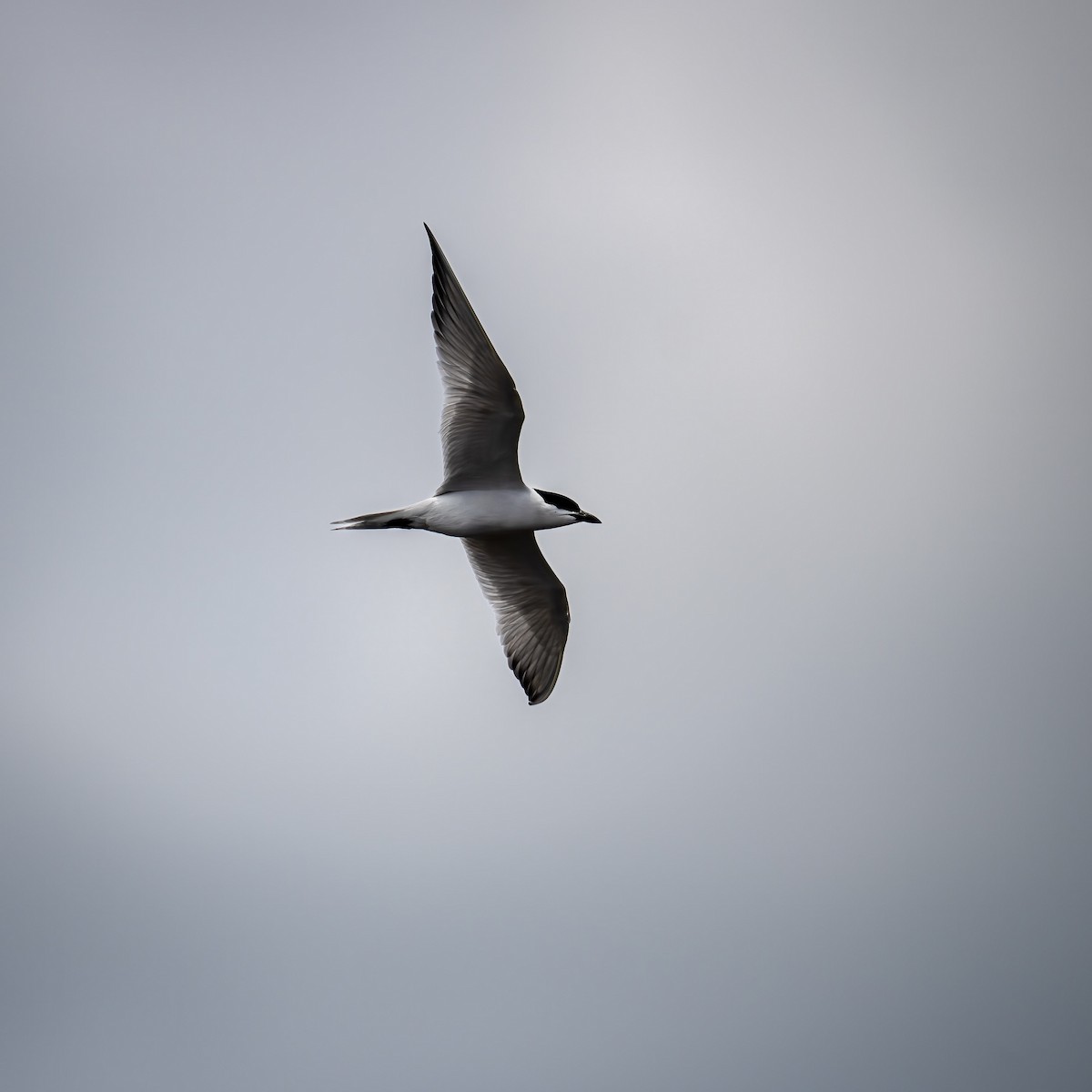 Gull-billed Tern - Joel Cohen