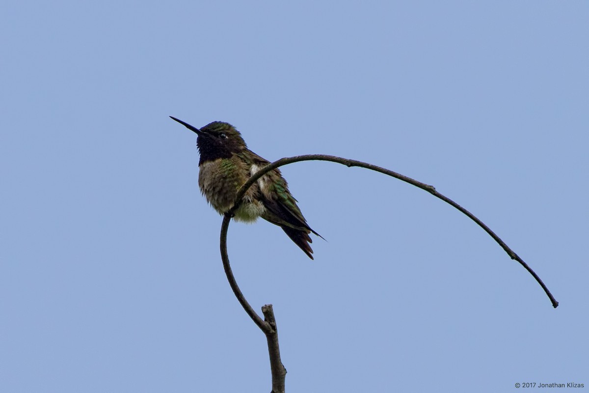 Ruby-throated Hummingbird - Jonathan Klizas