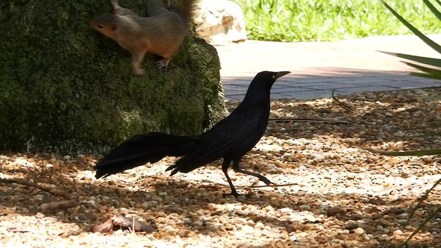 Great-tailed Grackle - ML580184791