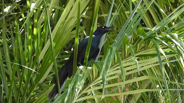 Great-tailed Grackle - ML580184941