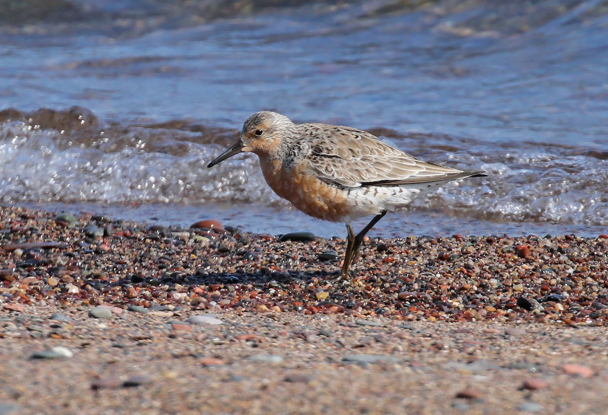Red Knot - ML580185541