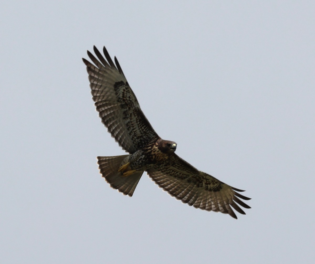 Red-tailed Hawk (umbrinus) - ML580193801