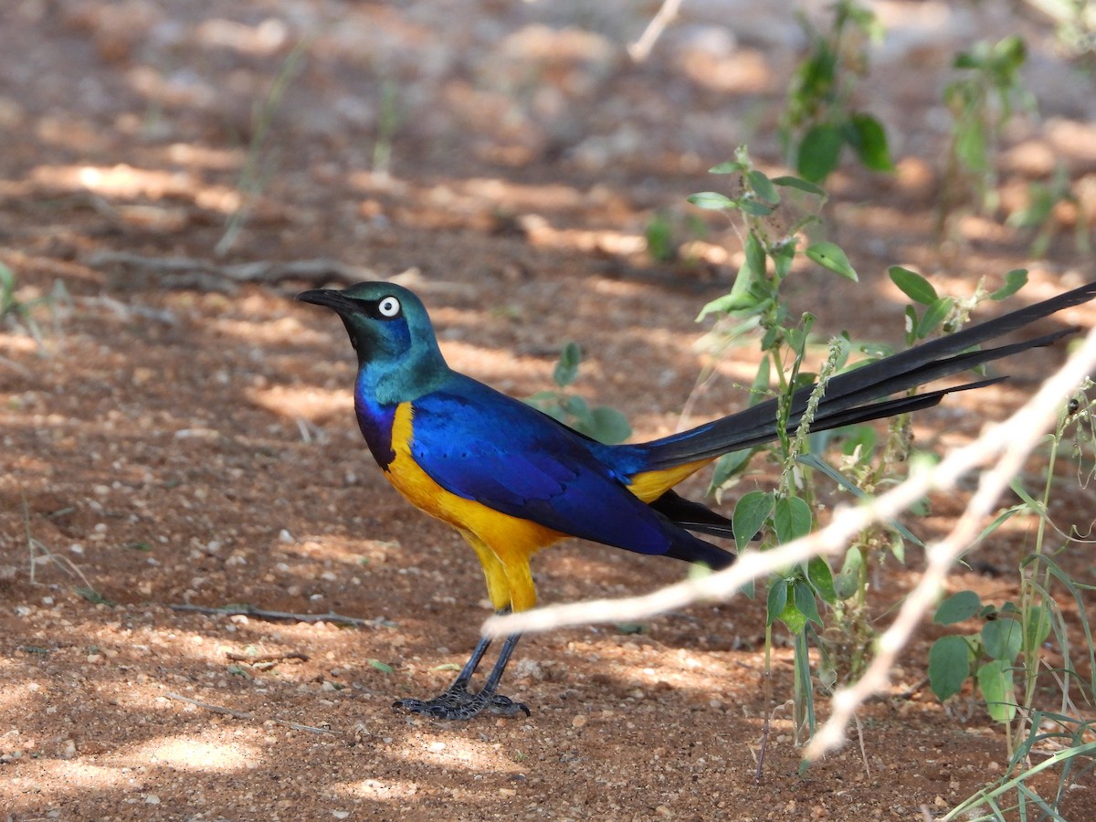 Golden-breasted Starling - ML580194131