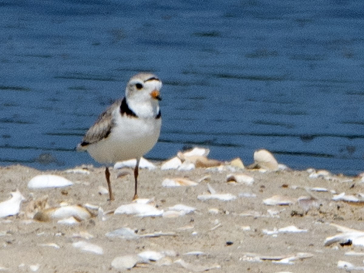 Piping Plover - ML580194771