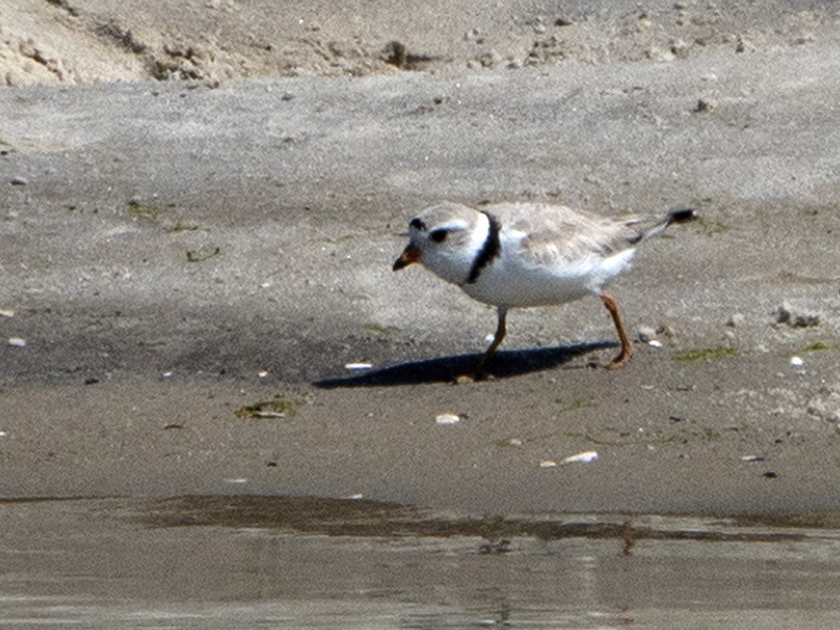 Piping Plover - ML580194781