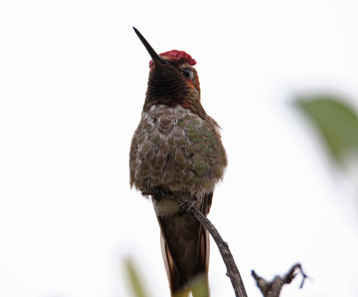 Anna's Hummingbird - ML580195031