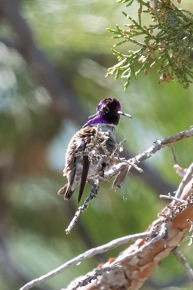 Costa's Hummingbird - ML580196171