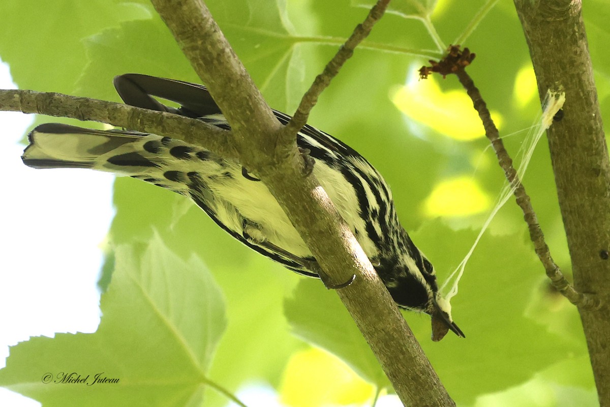 Black-and-white Warbler - ML580199911