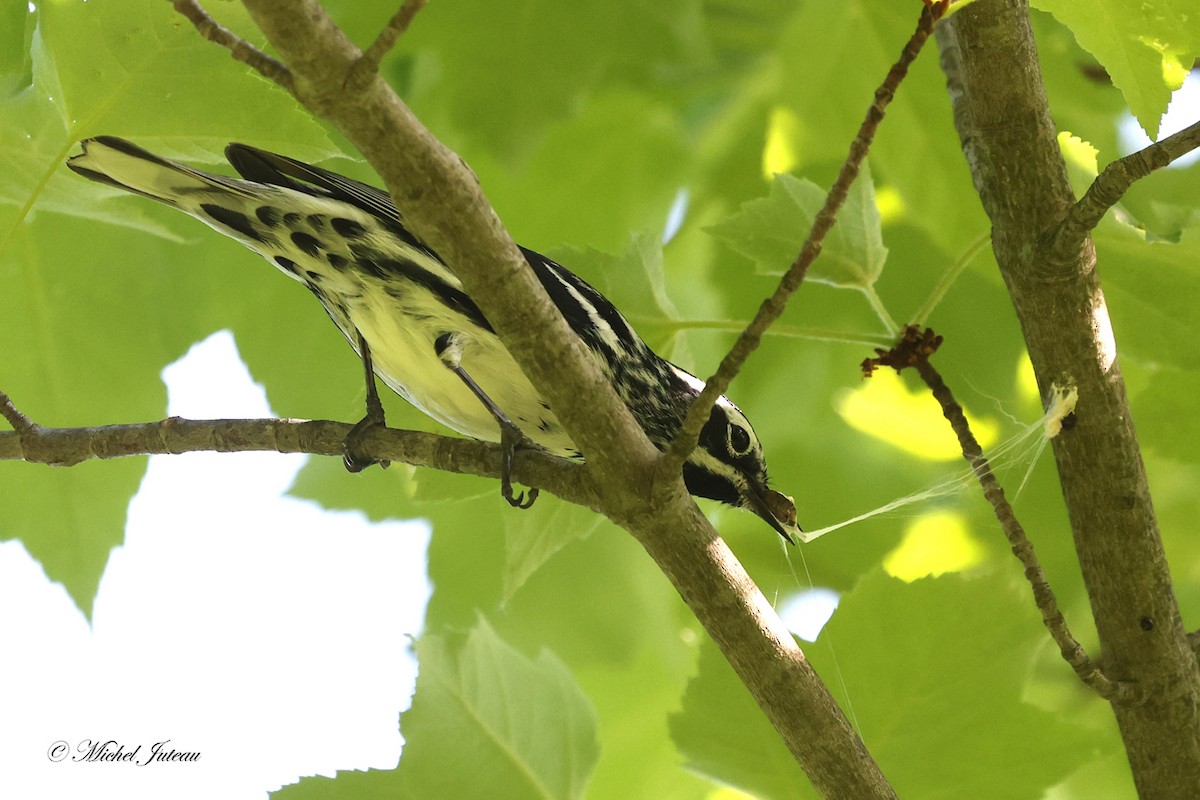 Black-and-white Warbler - ML580199921