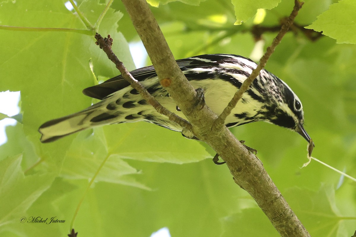 Black-and-white Warbler - ML580199931