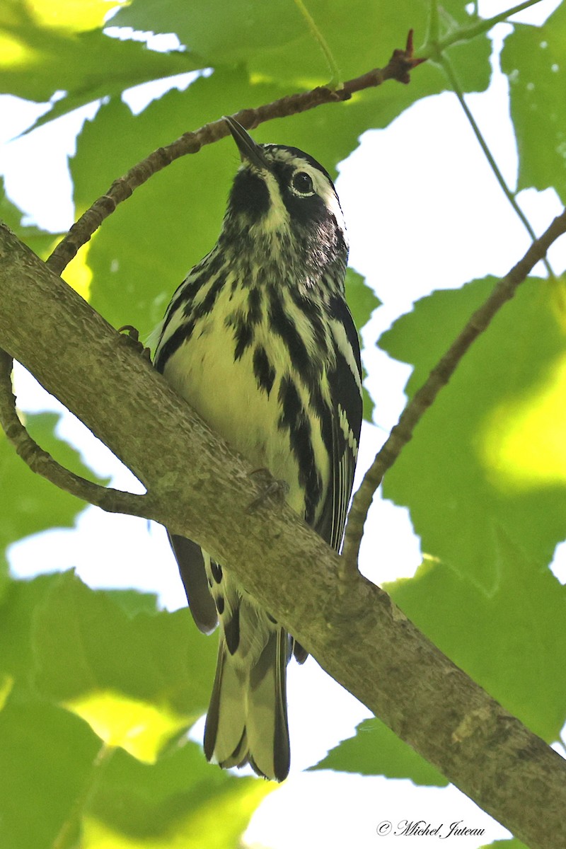 Black-and-white Warbler - ML580199941