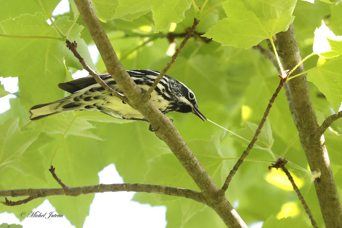 Black-and-white Warbler - ML580199951