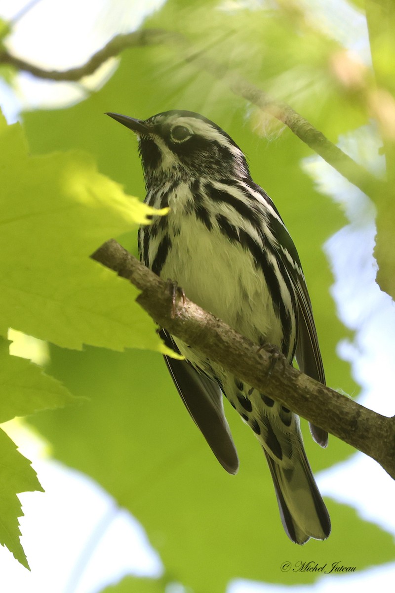 Black-and-white Warbler - ML580199961