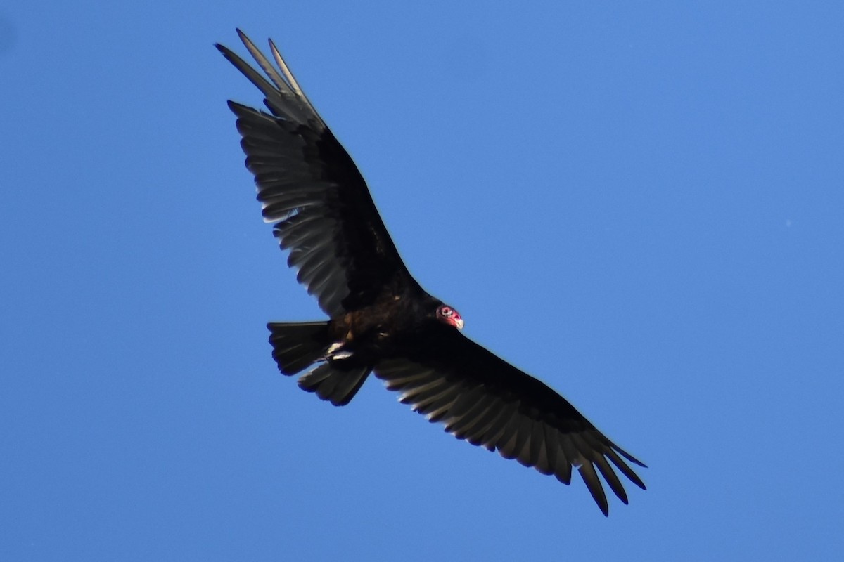 Turkey Vulture - ML580208681
