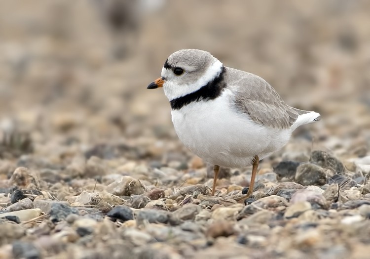 Piping Plover - Annie McLeod