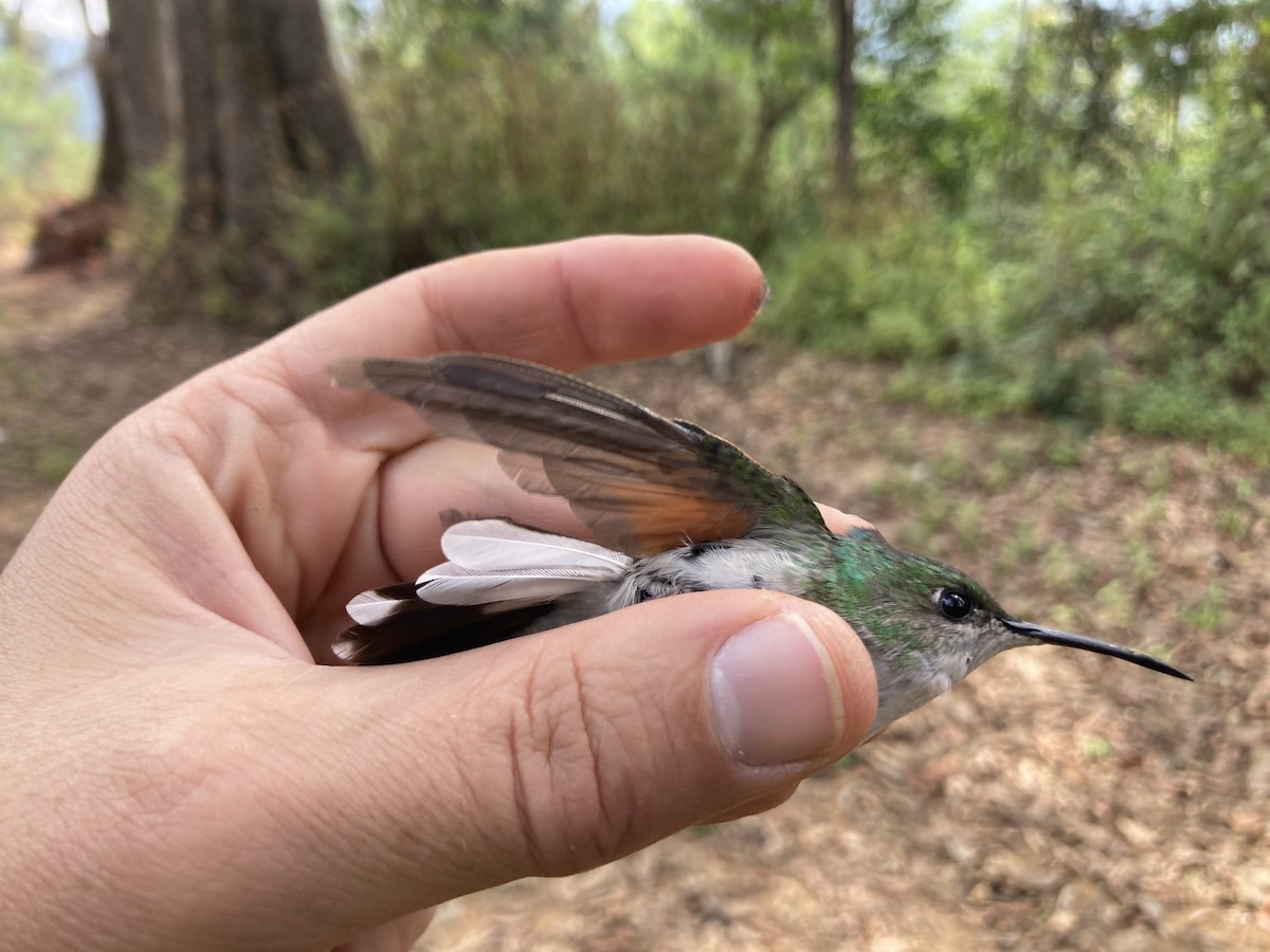 White-tailed Hummingbird - ML580209921