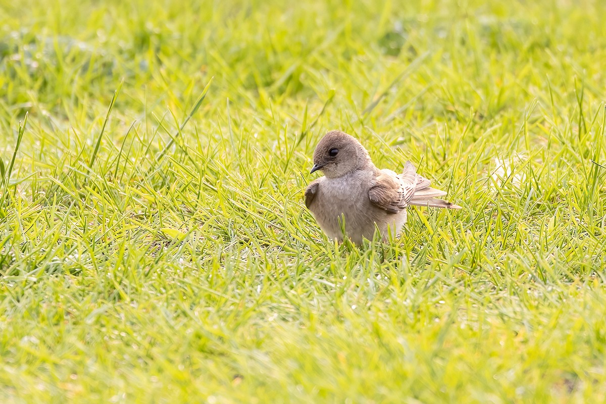 Northern Rough-winged Swallow - ML580211131