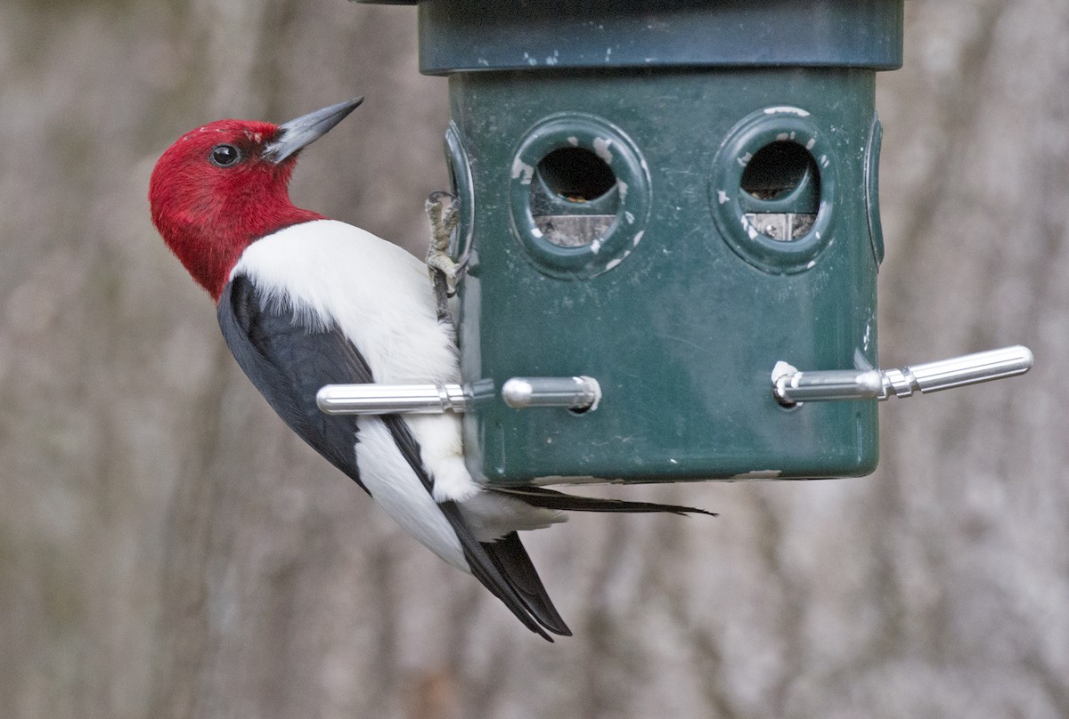 Red-headed Woodpecker - Michael Hatton