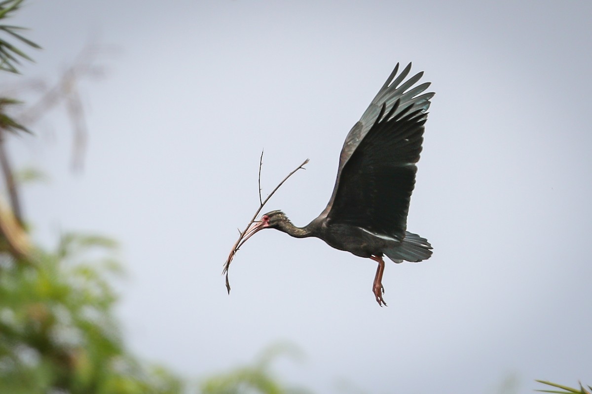 ibis tmavý - ML580213881