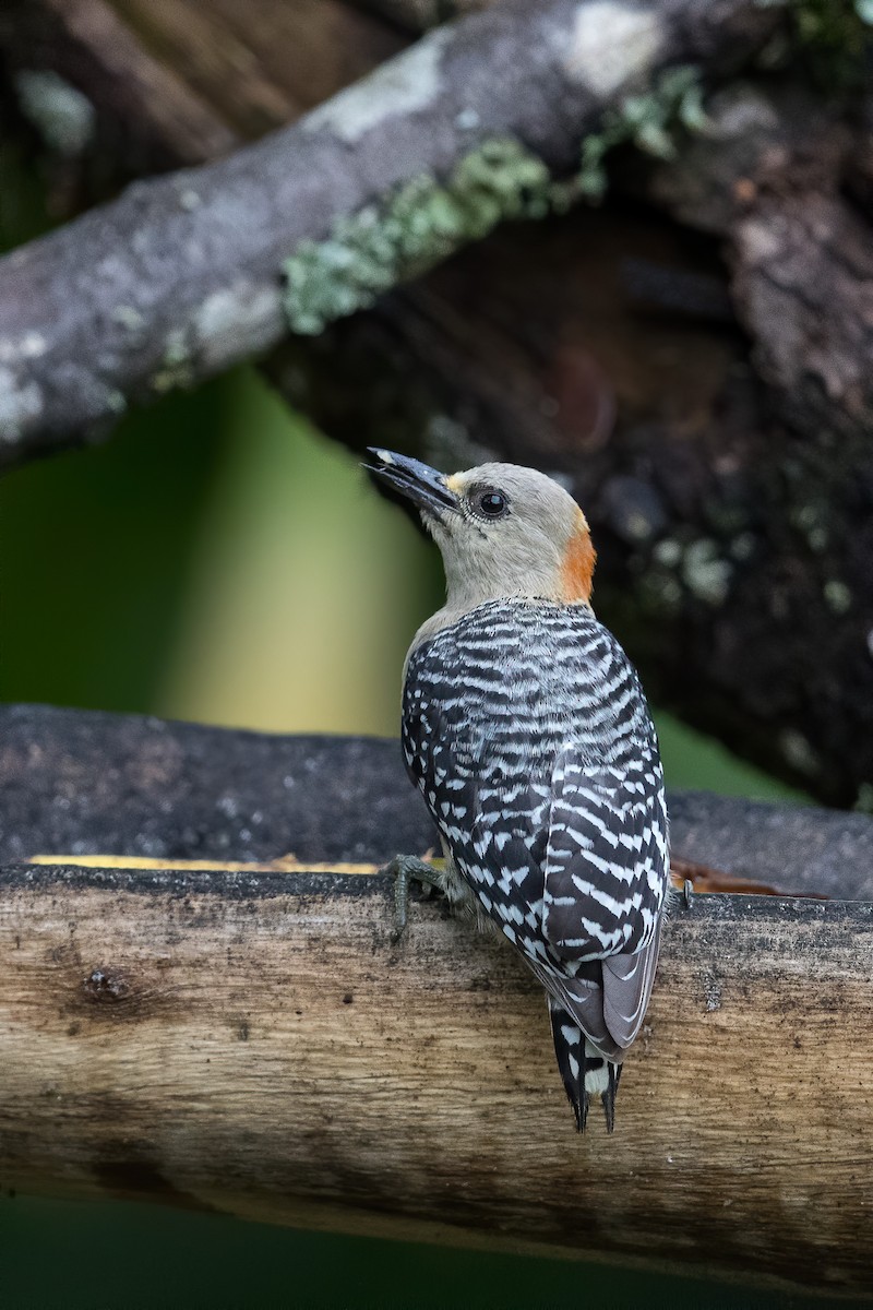 Red-crowned Woodpecker - ML580214341
