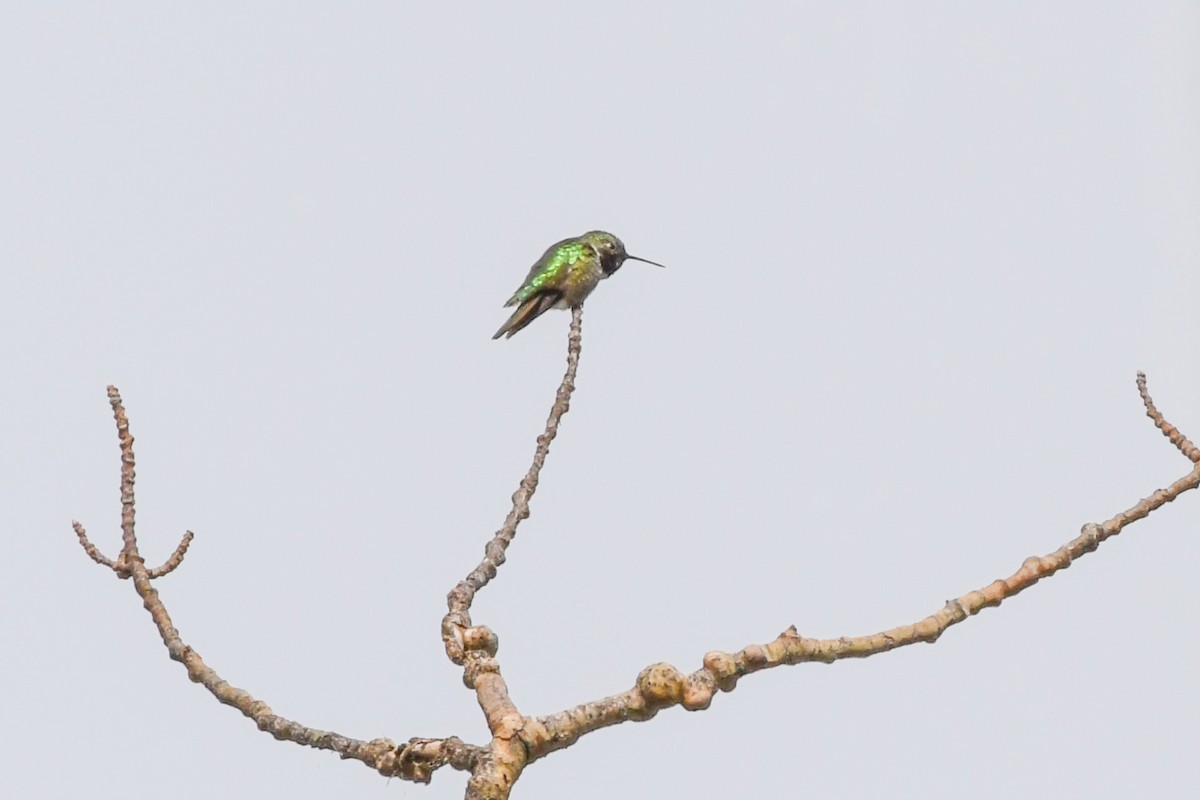 Broad-tailed Hummingbird - ML580215541